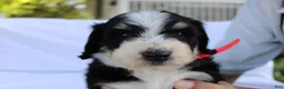 Bernedoodle dogs for sale: Sasha - Ad 4