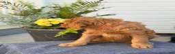 Goldendoodle dogs for sale: Teagan - Ad 14