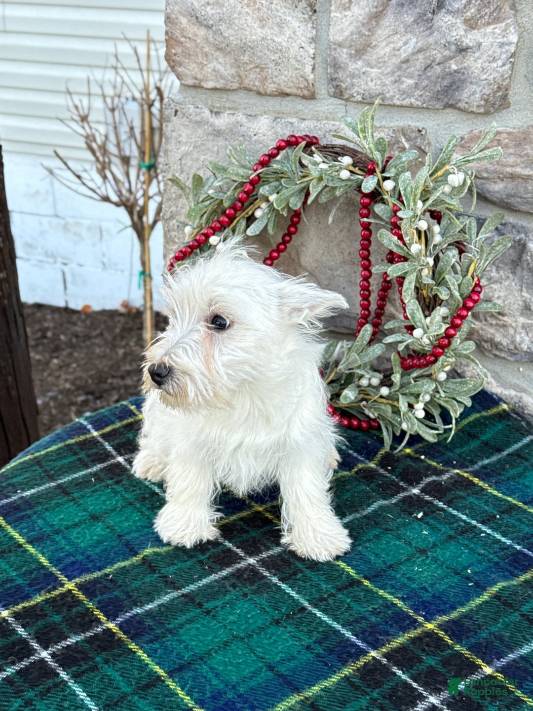 West Highland Terrier dogs for sale: Fancy - Ad 10