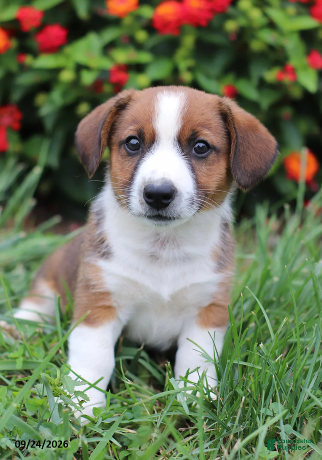 Mixed Breed dogs for sale: Oliver - Ad 1