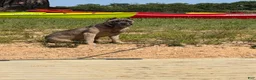 Cane Corso dogs for sale: Nova - Ad 3