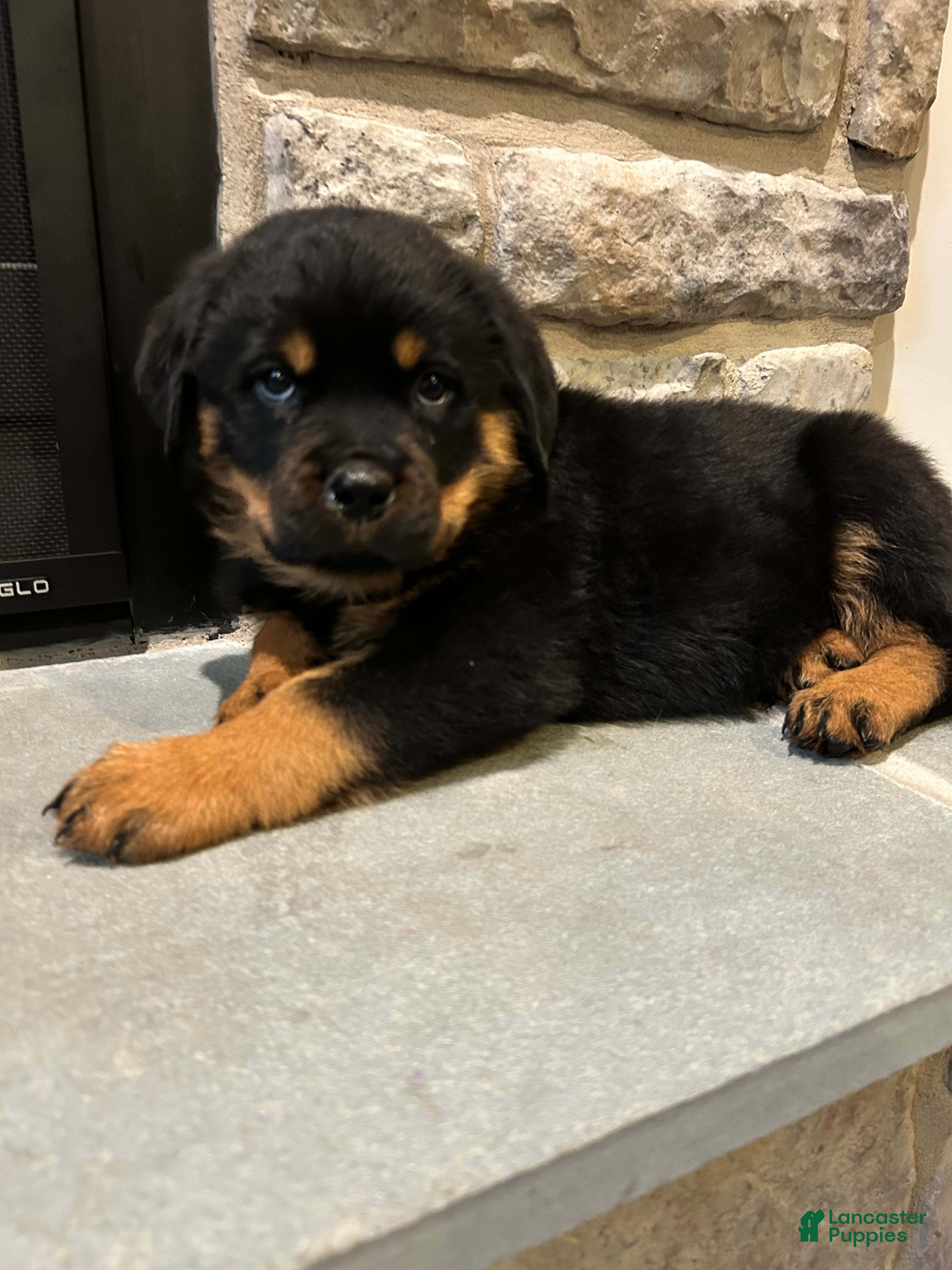 Rottweiler dogs Skittles - Ad 1