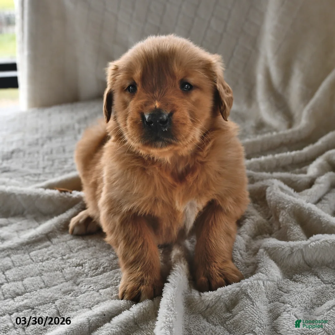 Golden Retriever dogs for sale: Bailey - Ad 1
