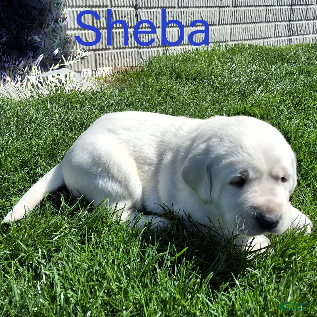 Labrador Retriever dogs for sale: English Sheba  - Ad 1