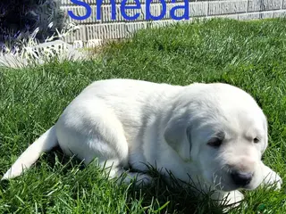 Labrador Retriever dogs for sale: English Sheba - Ad 2
