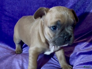 French Bulldog dogs Pibble - Ad 7