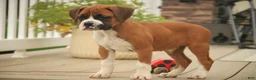 Boxer dogs for sale: Lily - Ad 7