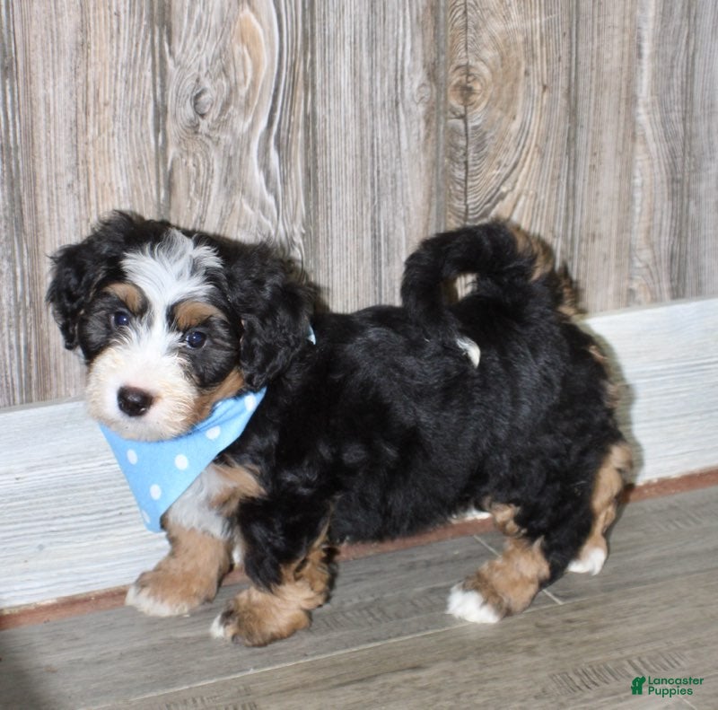 Mini Bernedoodle dogs Loki  - Ad 1