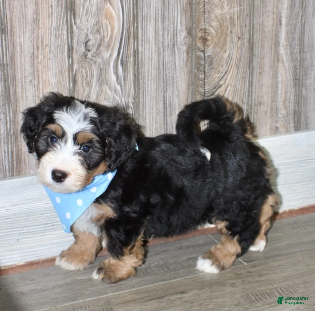 Mini Bernedoodle dogs for sale: Loki  - Ad 1