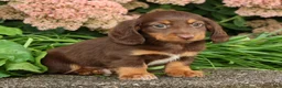 Miniature Dachshund dogs for sale: Dominic - Ad 8