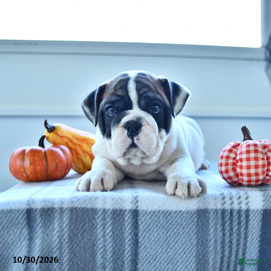 English Bulldog dogs for sale: Raven - Ad 1