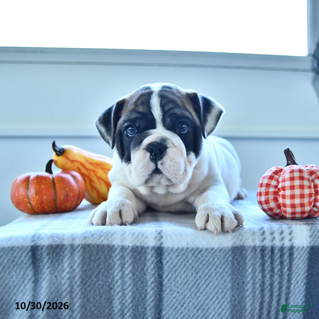 English Bulldog dogs for sale: Raven - Ad 1