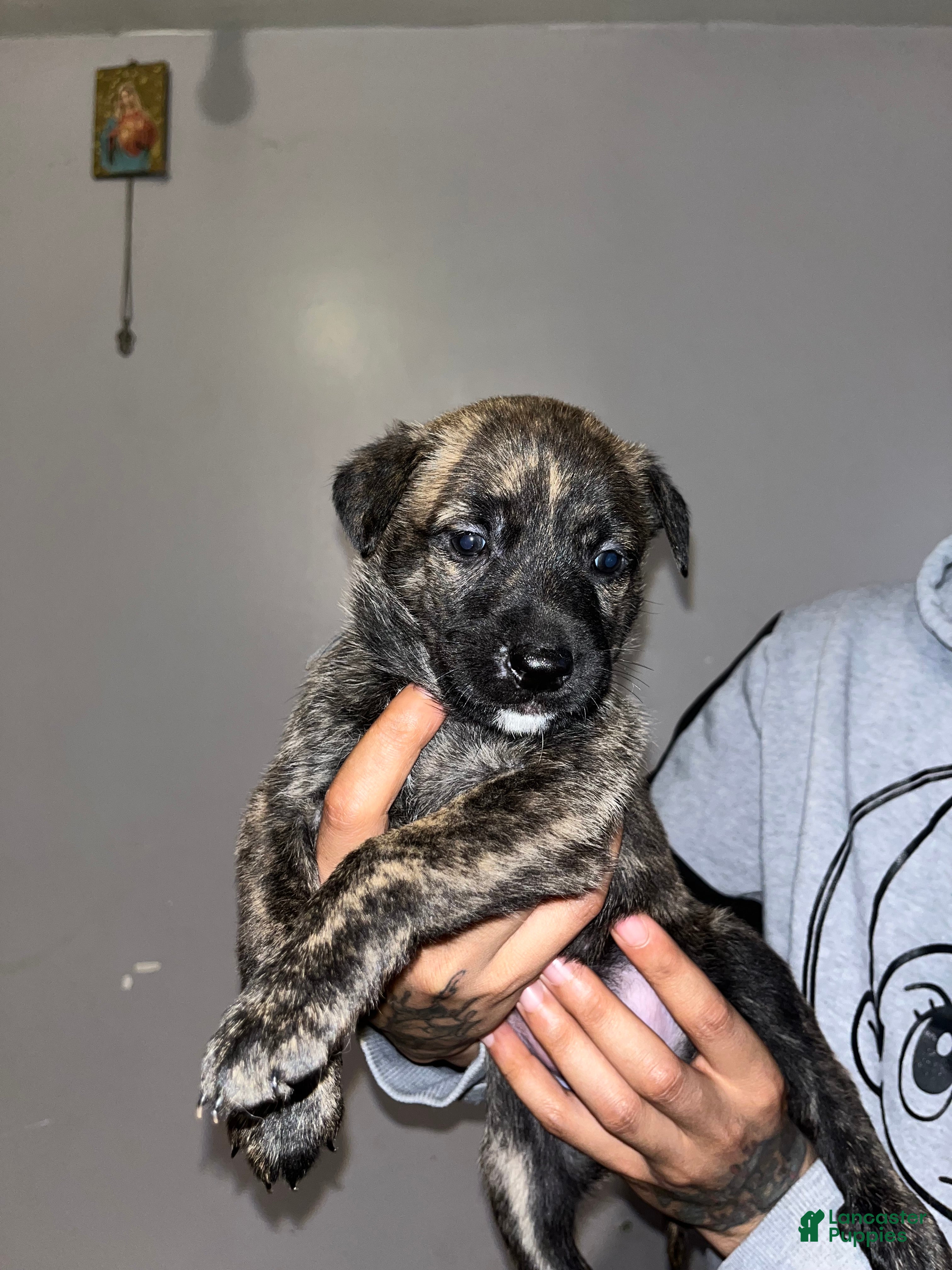 Mixed Breed dogs Grey - Ad 2