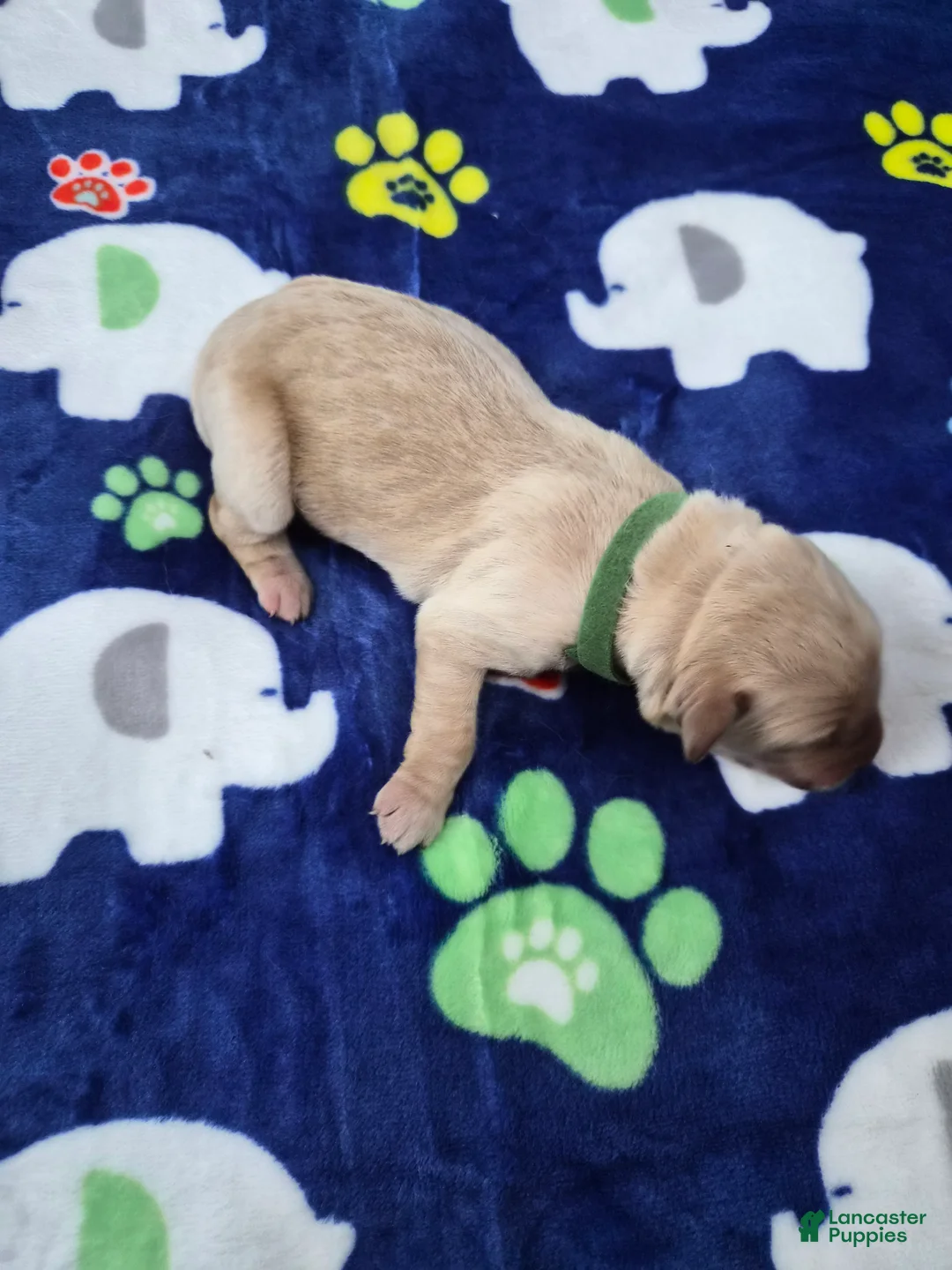 Goldador dogs for sale: Diesel - Ad 2