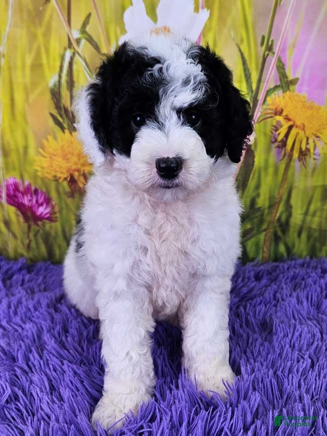 Mini Sheepadoodle Puppies for sale Lancaster Puppies