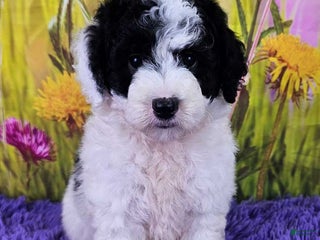 Mini Sheepadoodle dogs - Ad 13
