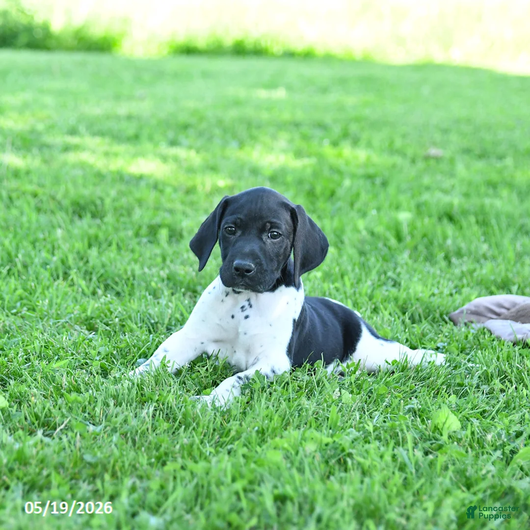 German Shorthaired Pointer dogs for sale: Rover  - Ad 2