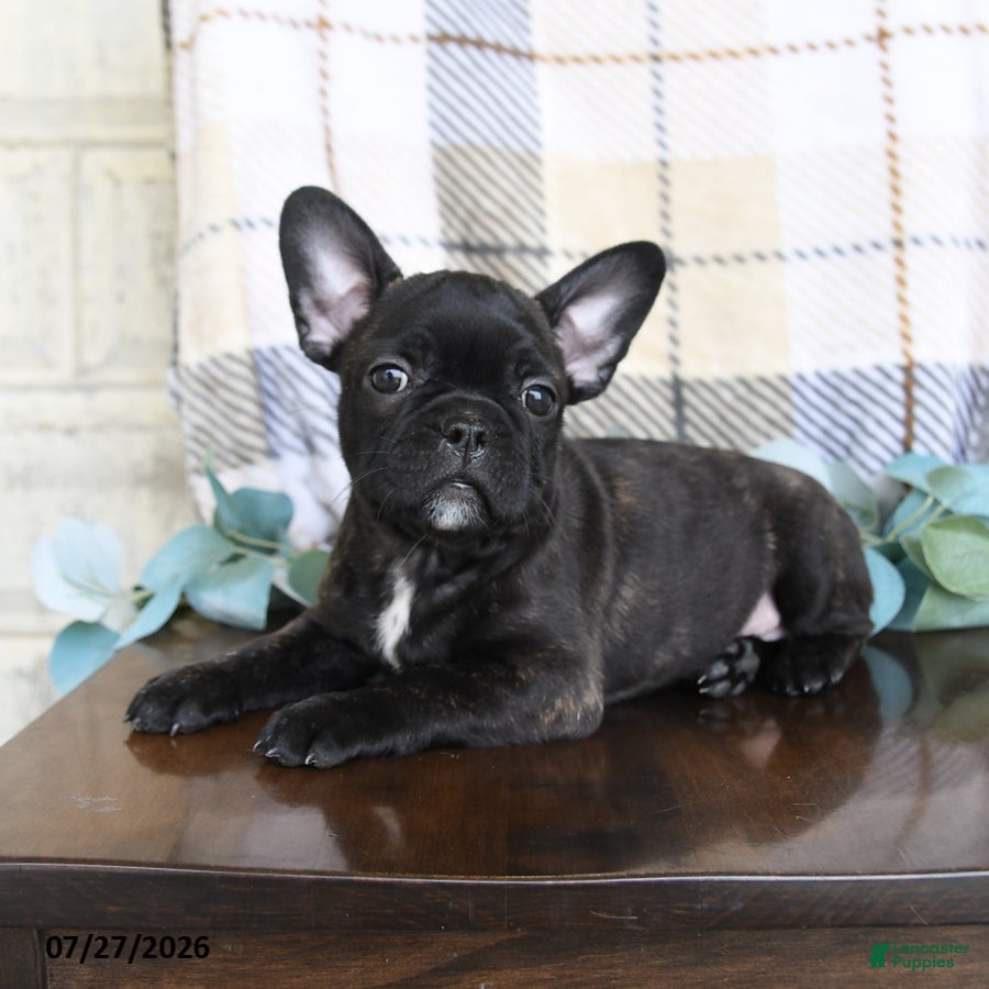 Frenchton dogs Jackson - Ad 2
