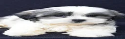 Malshi dogs for sale: Jet - Ad 4