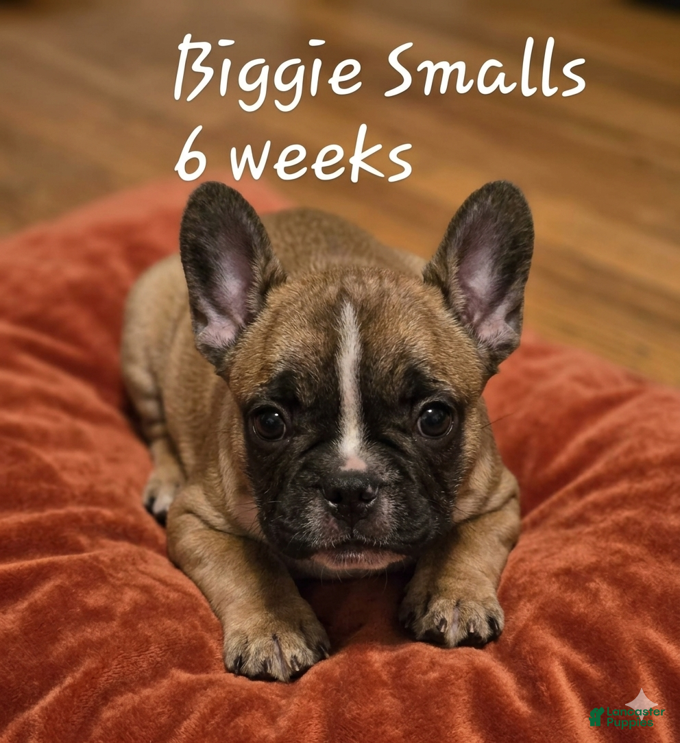 French Bulldog dogs Biggie Smalls - Ad 1