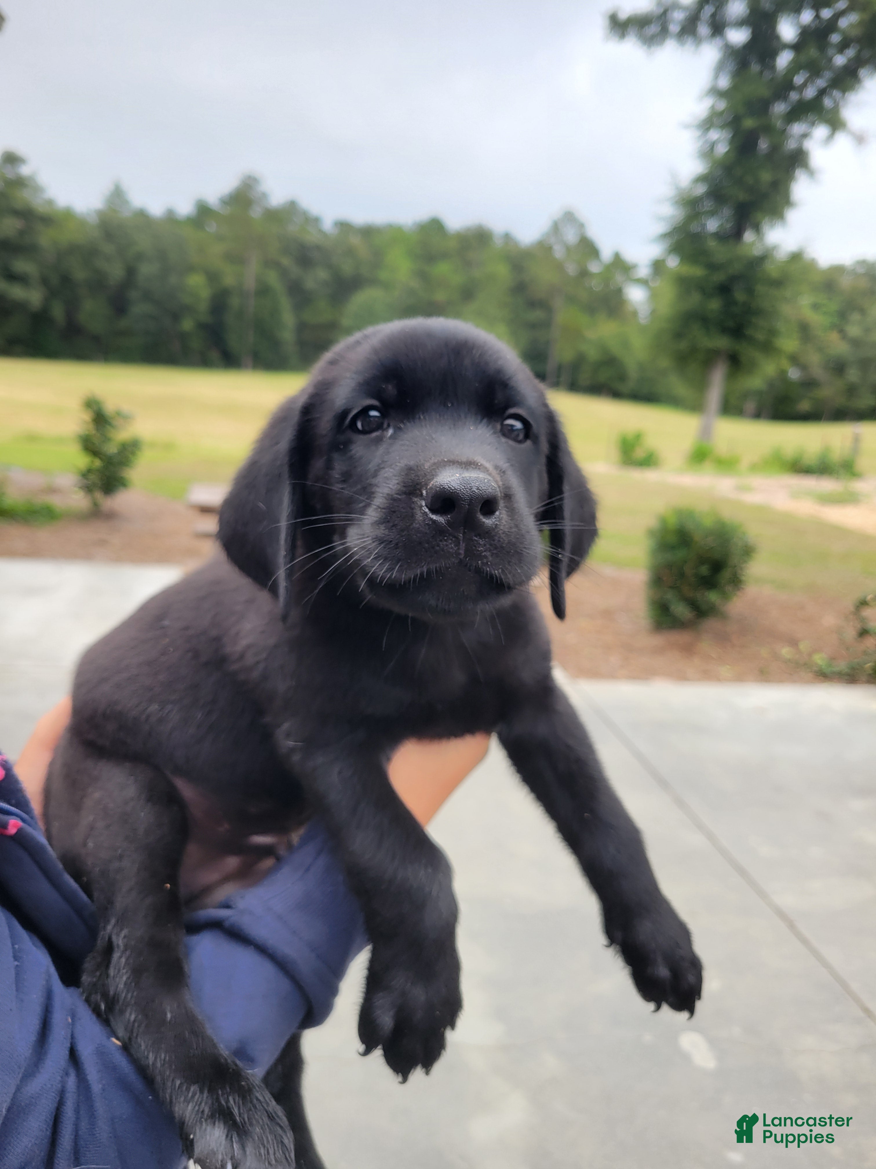 Labrador Retriever