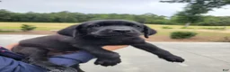 Labrador Retriever dogs for sale: Labrador Retriever 5 (blue) - Ad 1