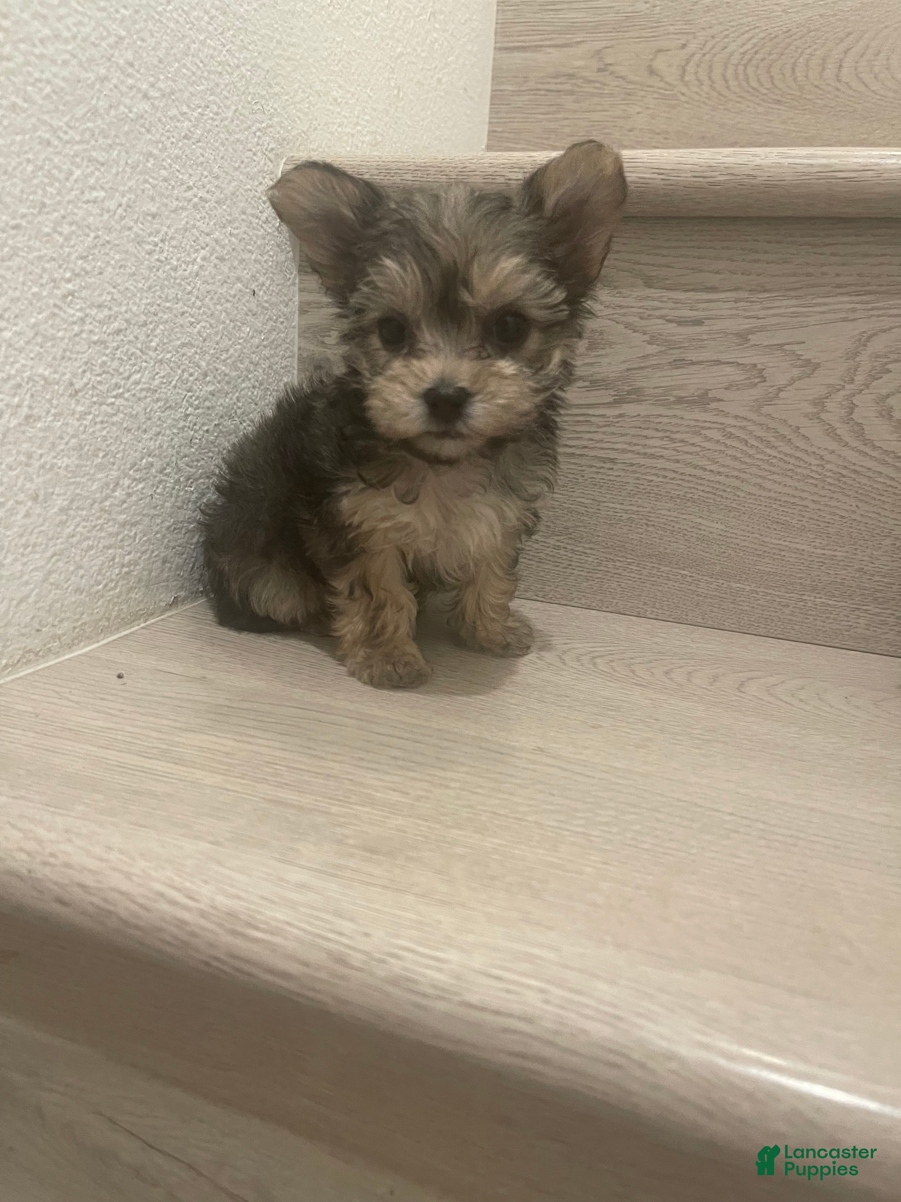 Morkie dogs Morkie Puppy 1 - Ad 1
