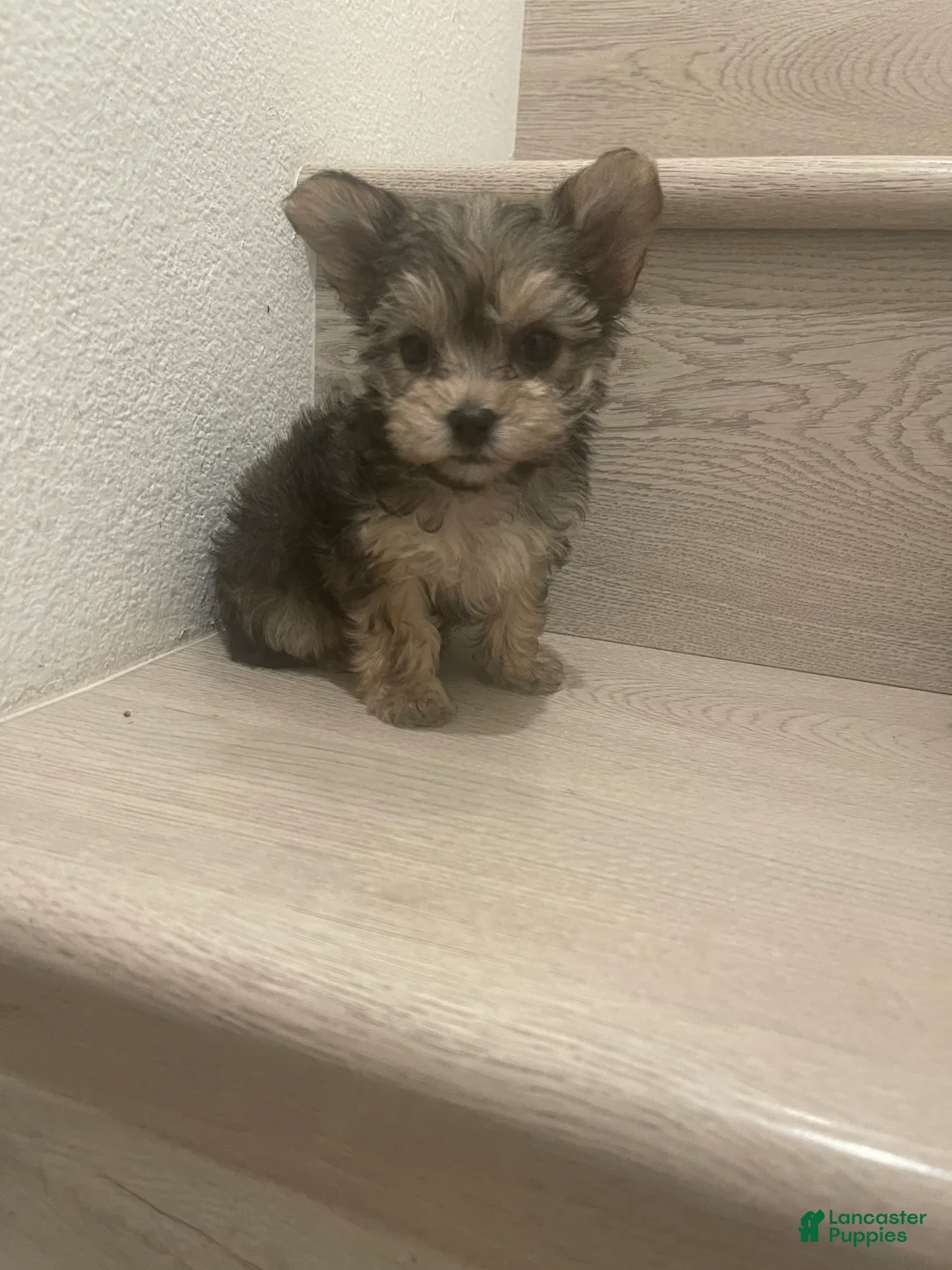 Morkie dogs for sale: Morkie Puppy 1 - Ad 1