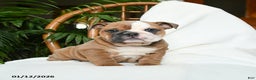 English Bulldog dogs for sale: Meadow - Ad 2