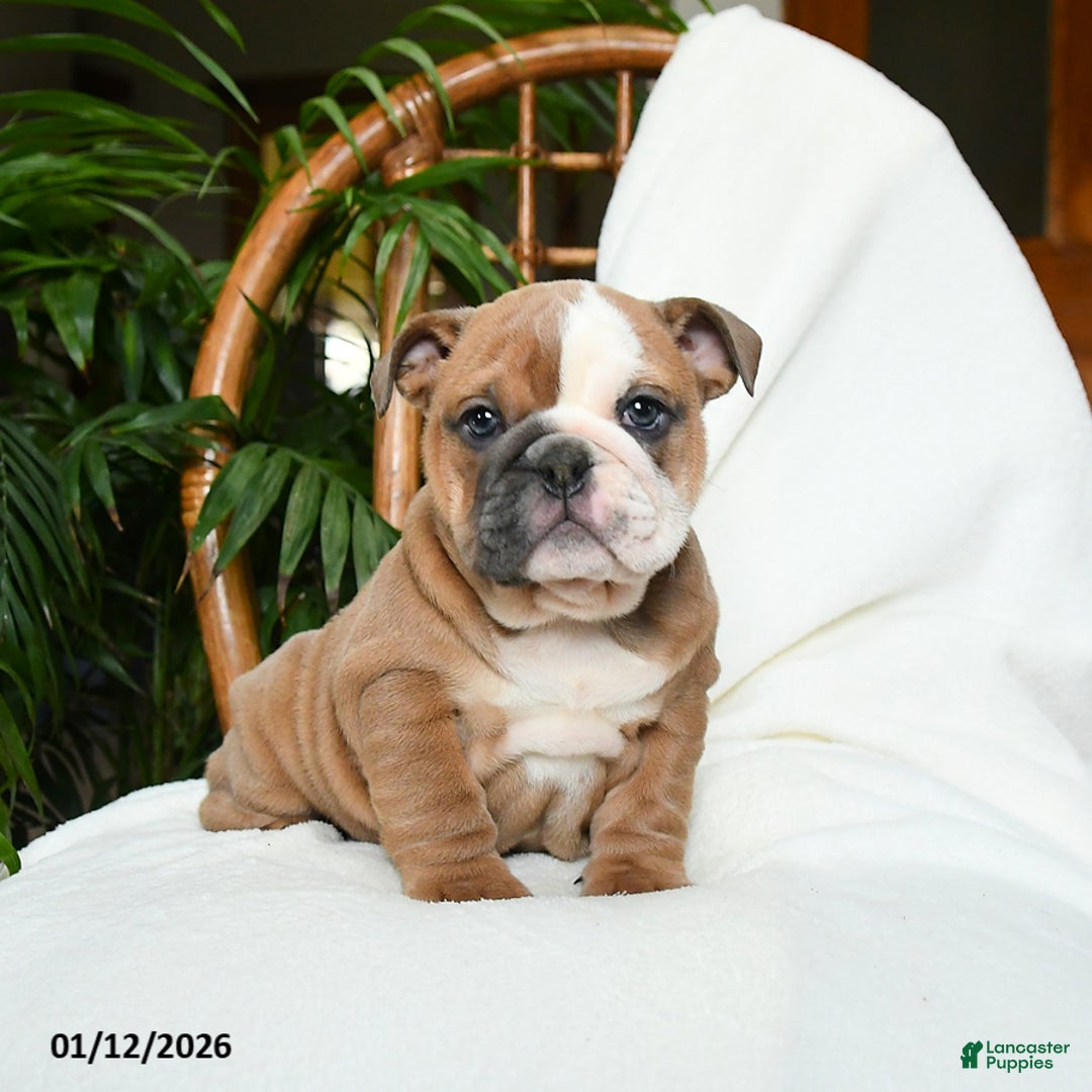 English Bulldog dogs for sale: Meadow - Ad 2
