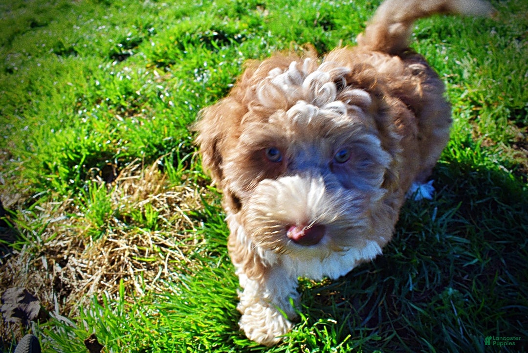 Havapoo dogs for sale: Romeo - Ad 7