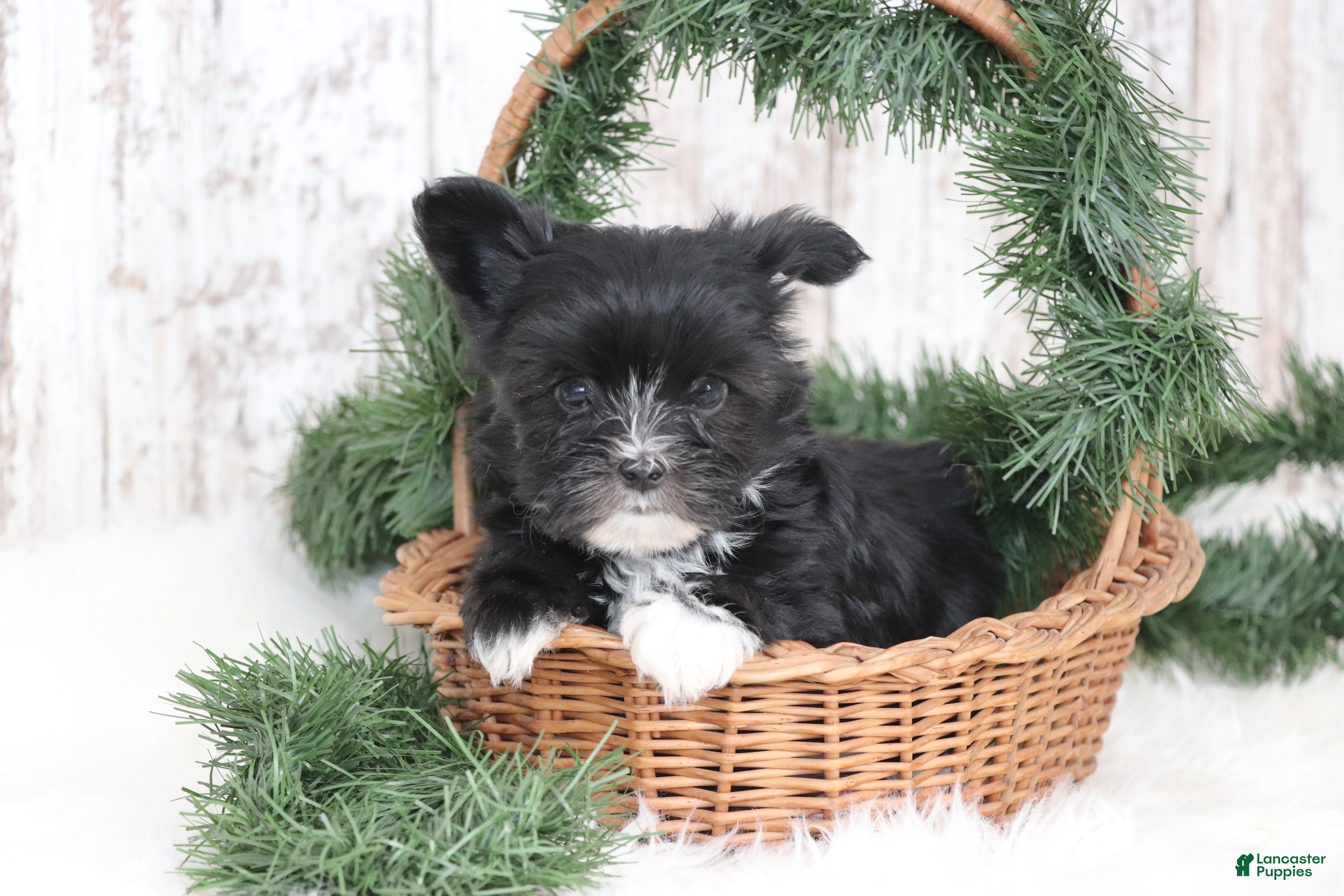 Morkie dogs Otis  - Ad 2