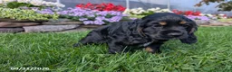 Cocker Spaniel dogs for sale: Alisa - Ad 2