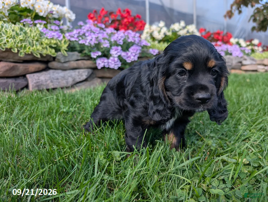 Cocker Spaniel dogs for sale: Alisa - Ad 2
