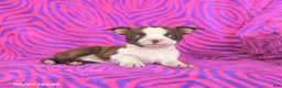 Boston Terrier dogs for sale: Lottie - Ad 3
