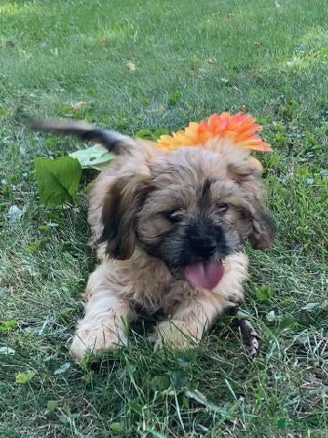 Mixed Breed dogs Wynn - Ad 1