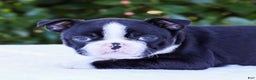 Boston Terrier dogs for sale: Ellie  - Ad 5