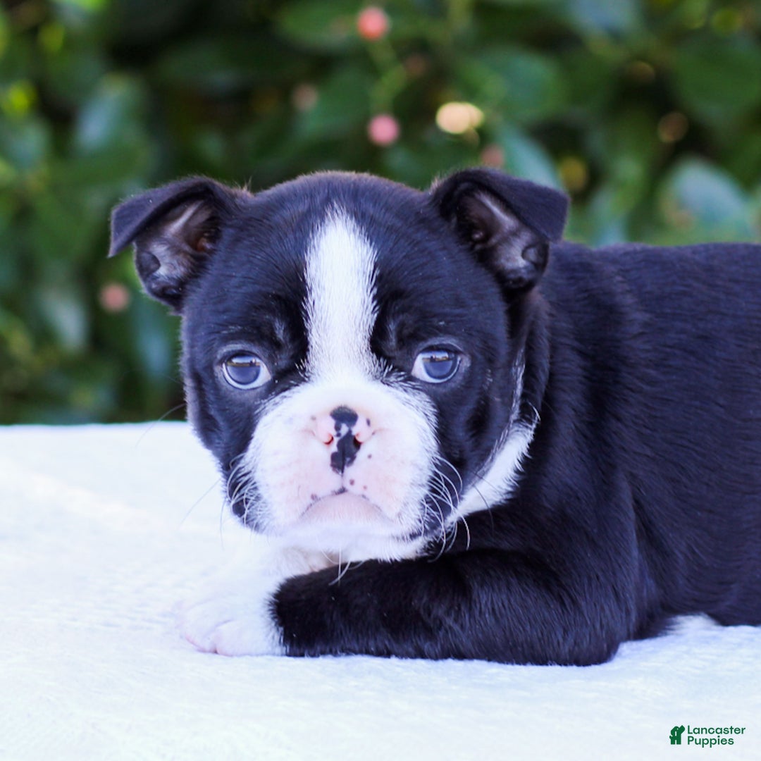 Boston Terrier dogs for sale: Ellie  - Ad 5