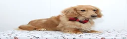 Miniature Dachshund dogs for sale: Savannah - Ad 7