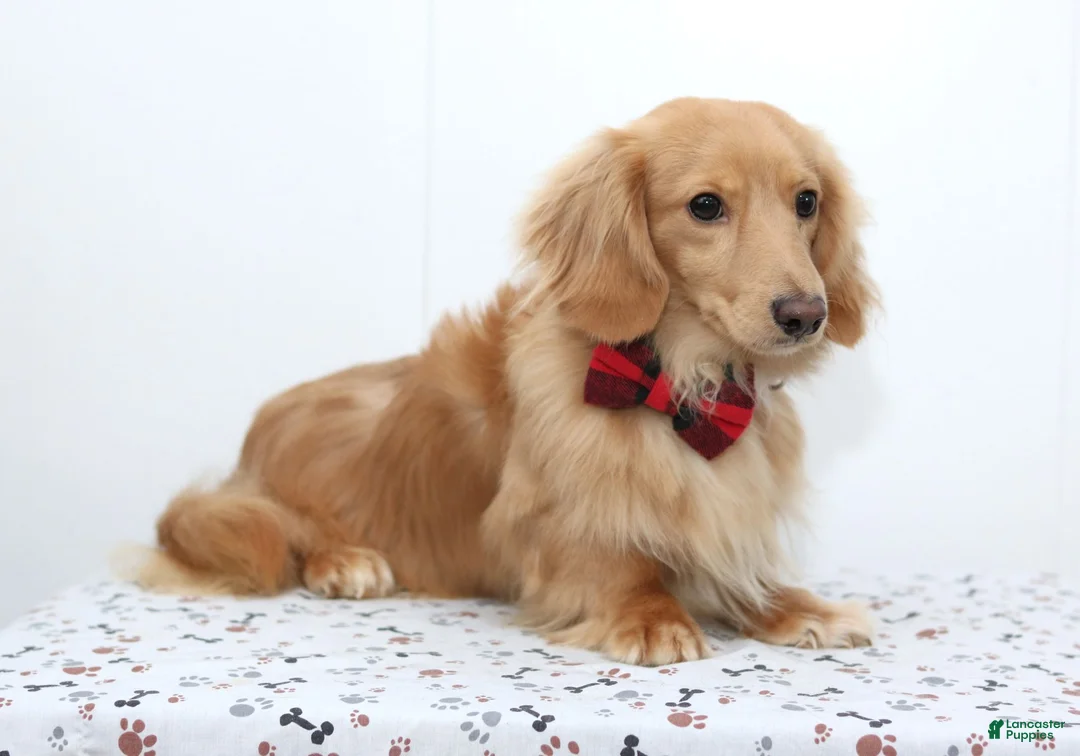 Miniature Dachshund dogs for sale: Savannah - Ad 7