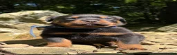Rottweiler dogs for sale: Rottweiler 4 - Ad 3