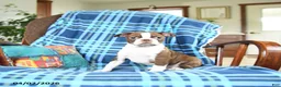 Boston Terrier dogs for sale: Wonda - Ad 3