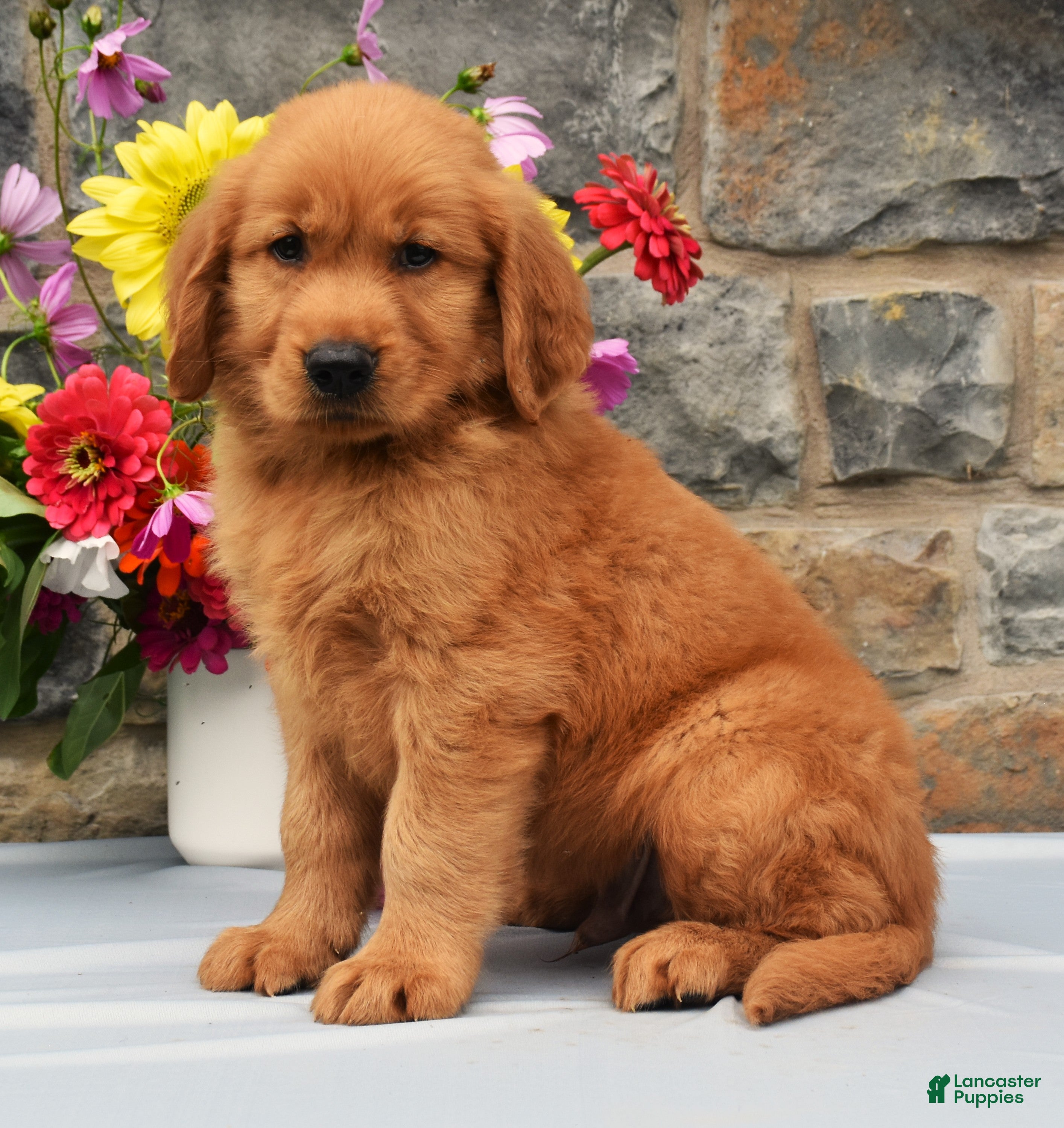 Golden Retriever dogs Calvin - Ad 1