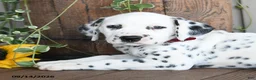 Dalmatian dogs for sale: Leo - Ad 3