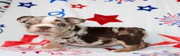 English Bulldog dogs for sale: Diva  - Ad 3