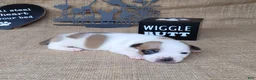 Jack Russell Terrier dogs for sale: Jax purebred JRT - Ad 4