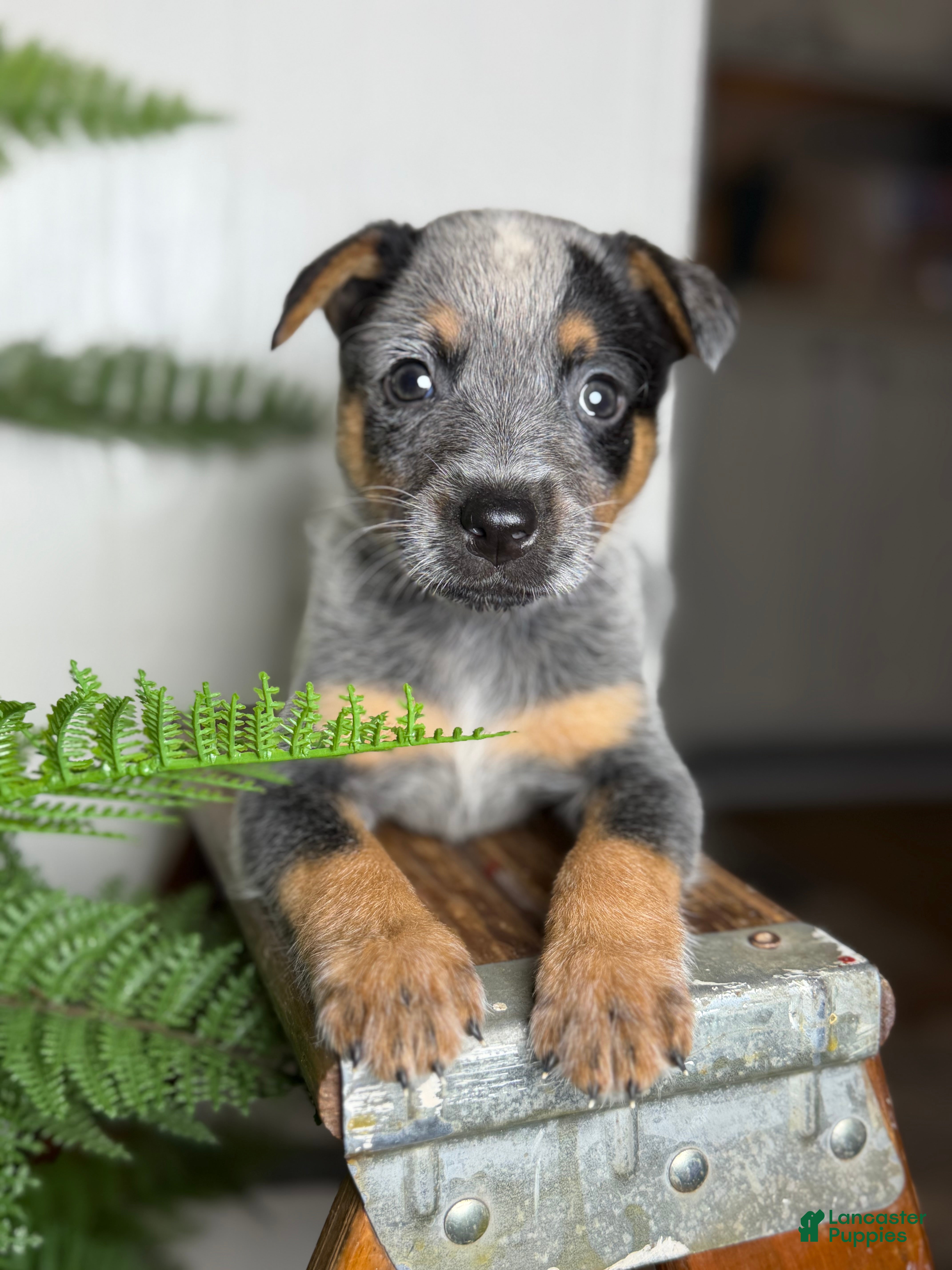 Australian Cattle Dog dogs Posie - Ad 1