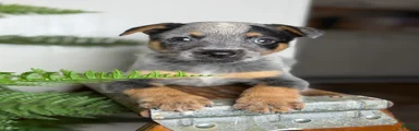 Posie