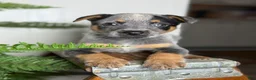 Australian Cattle Dog dogs for sale: Posie - Ad 1