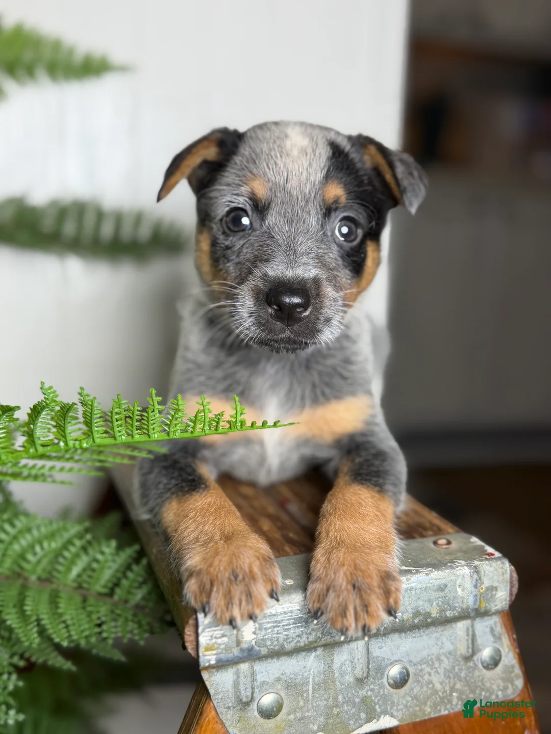 Australian Cattle Dog dogs for sale: Posie - Ad 1
